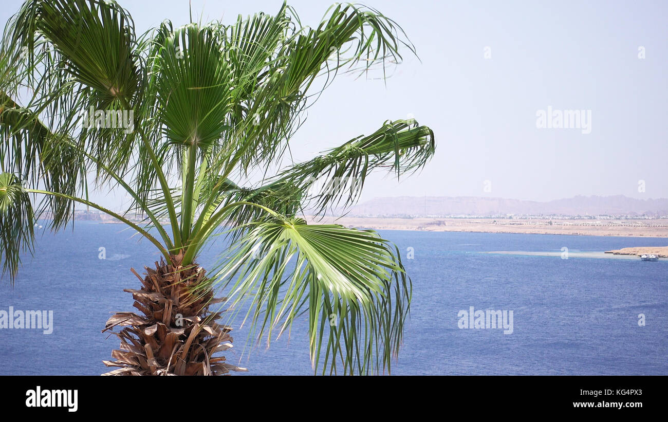 Palme sulla spiaggia sono battenti sul vento Foto Stock