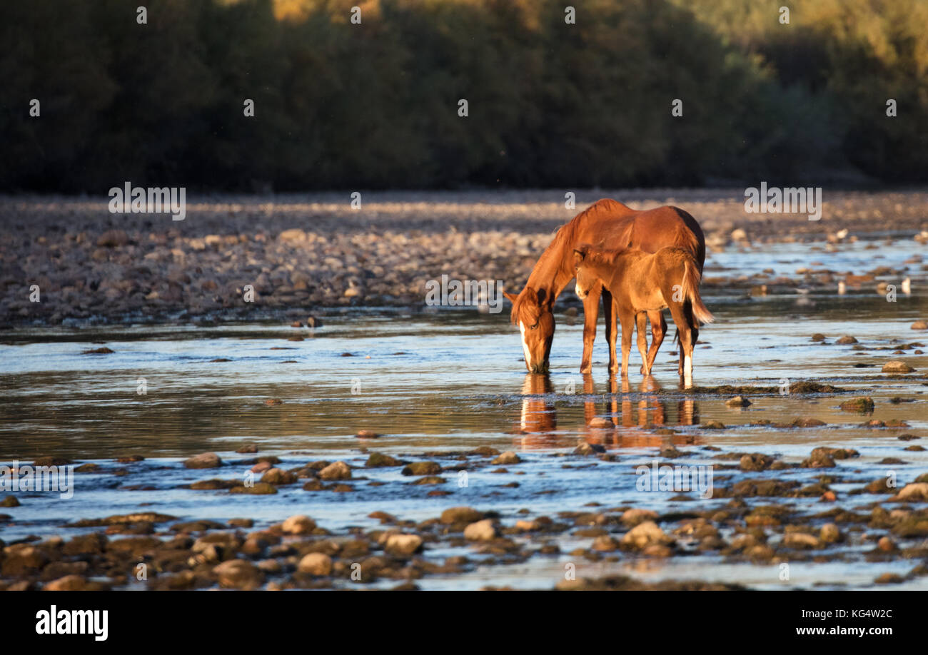 Sale river Wild Horse e un bambino bere al fiume Foto Stock