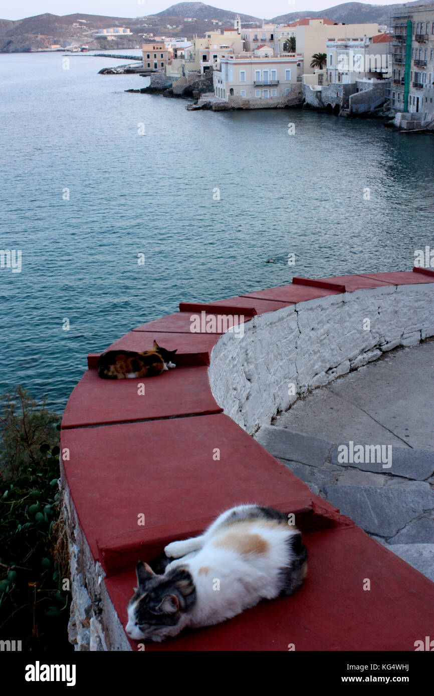 Gatti su una parete di mare su SIROS, CICLADI Foto Stock