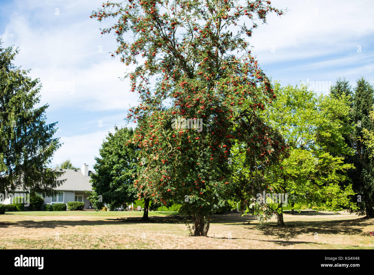 Rosso sambuco in lynden - molte varietà di alberi che crescono in western washington. una struttura popolare è il rosso o di bacche di sambuco bacche di sambuco costiere. Foto Stock