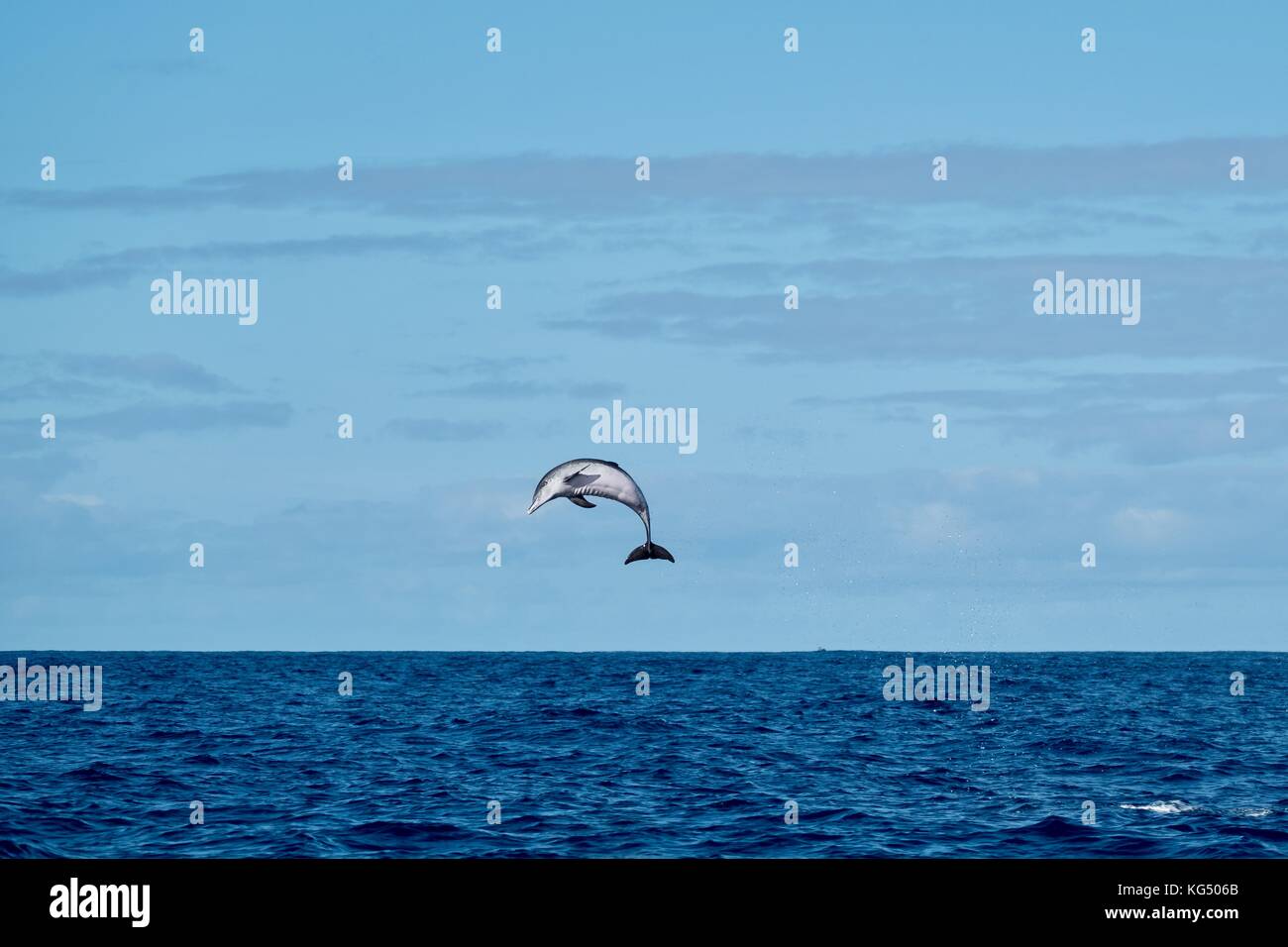 Delfini maculati nelle Azzorre vicino a isola Pico. Foto Stock