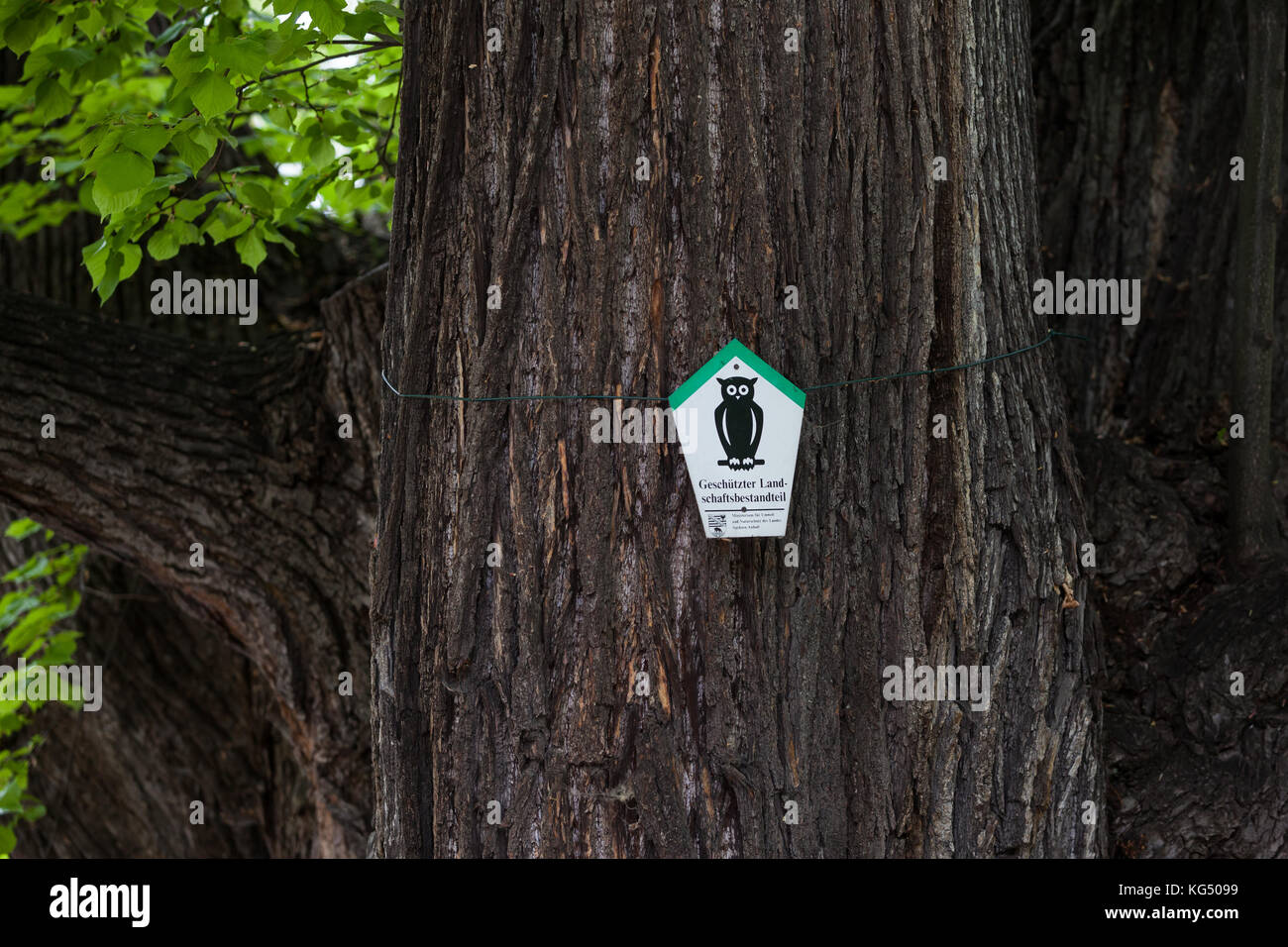 Baumstamm dicker Foto Stock