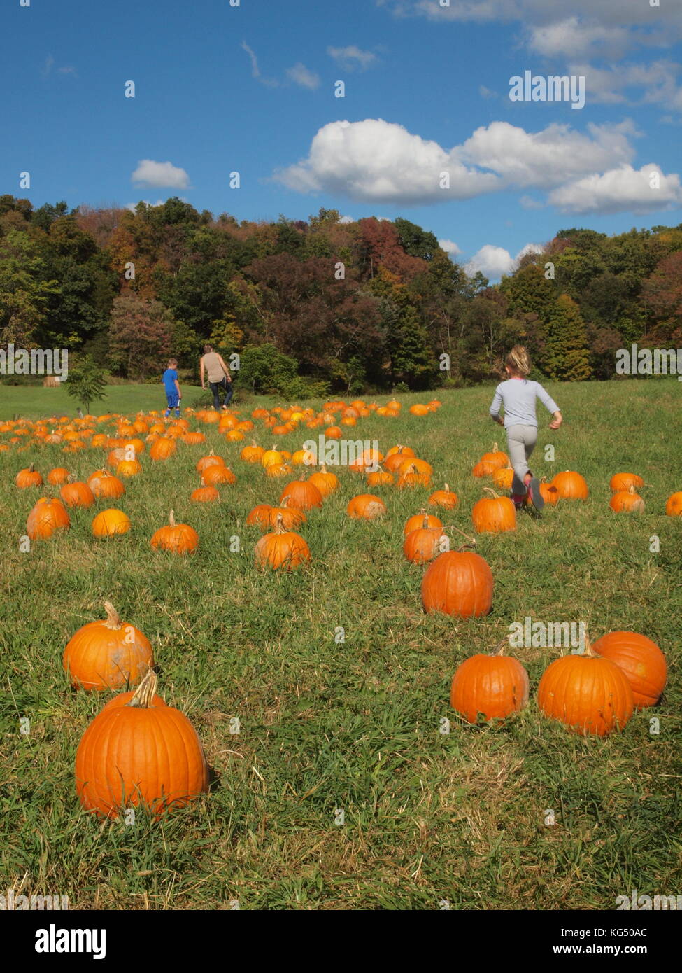 Campo di zucca in Sussex County, New Jersey Foto Stock