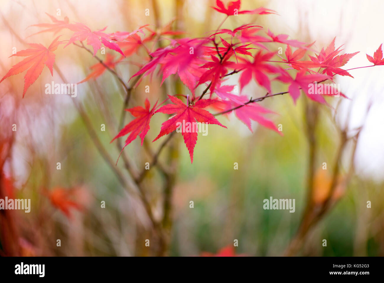 Close-up di immagine rosso vibrante acer palmatum le foglie in autunno anche noto come il giapponese acero. Foto Stock
