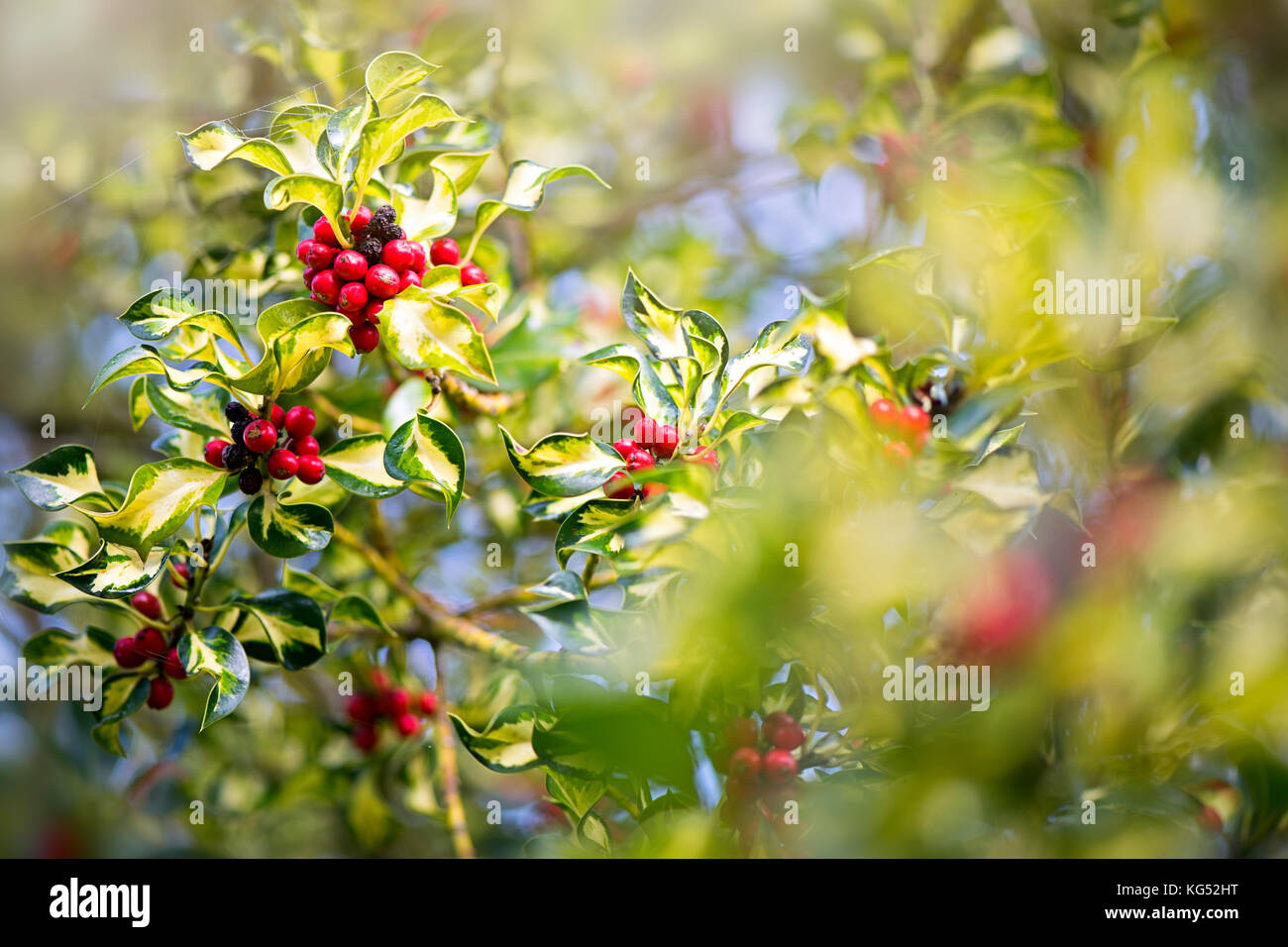 Close-up di immagine 'inglese milkboy' argento holly noto anche come Ilex aquifolium 'Silver milkboy'. Foto Stock