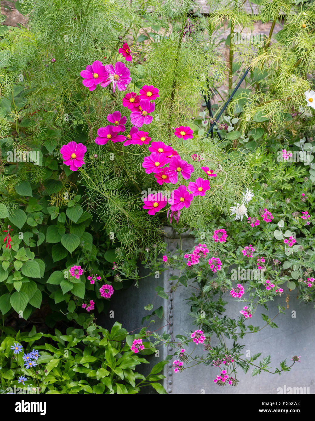 Luminose Cerise Pink fiori di Cosmas bipinnatus dominando un serbatoio di zinco piantatrice in un paese di lingua inglese garden REGNO UNITO Foto Stock Luminose Cerise Pink fiori di Cosmas bipinnatus dominando un serbatoio di zinco piantatrice in un paese di lingua inglese garden REGNO UNITO Foto Stock