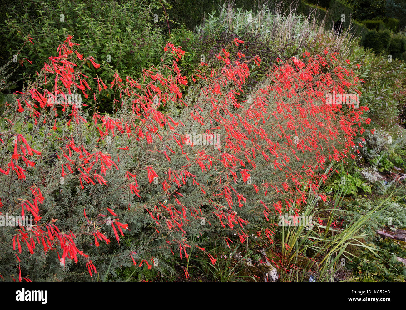 Foglia di pino penstemon corallo con fiori di colore rosso e argento glaucous fogliame crescono in un confine erbacee in un paese di lingua inglese garden REGNO UNITO Foto Stock