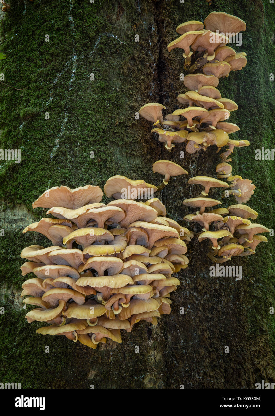 Una specie di funghi orecchioni crescente sul tronco di un albero di faggio nella nuova foresta Hampshire REGNO UNITO Foto Stock