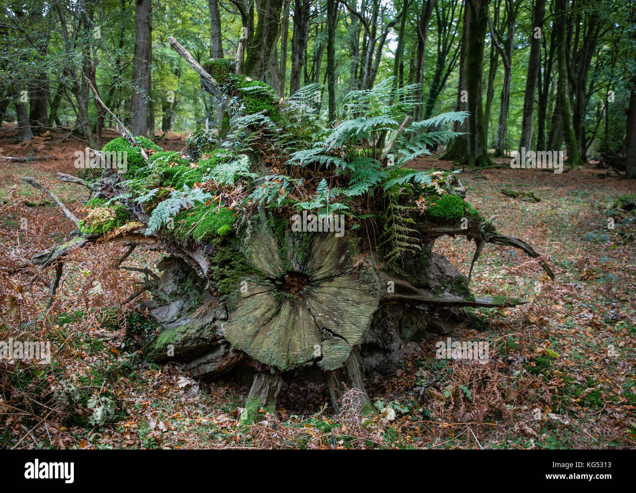 Vecchio albero putrefattivi del bolo nella nuova foresta Hampshire il supporto di una comunità di epiphytic felci muschi e licheni Foto Stock