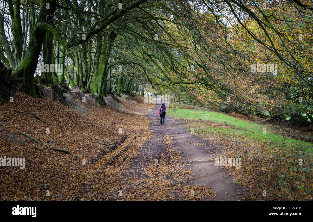 Un deambulatore su un ampio viale alberato guidato strada lungo il crinale delle colline di Quantock nel Somerset REGNO UNITO Foto Stock