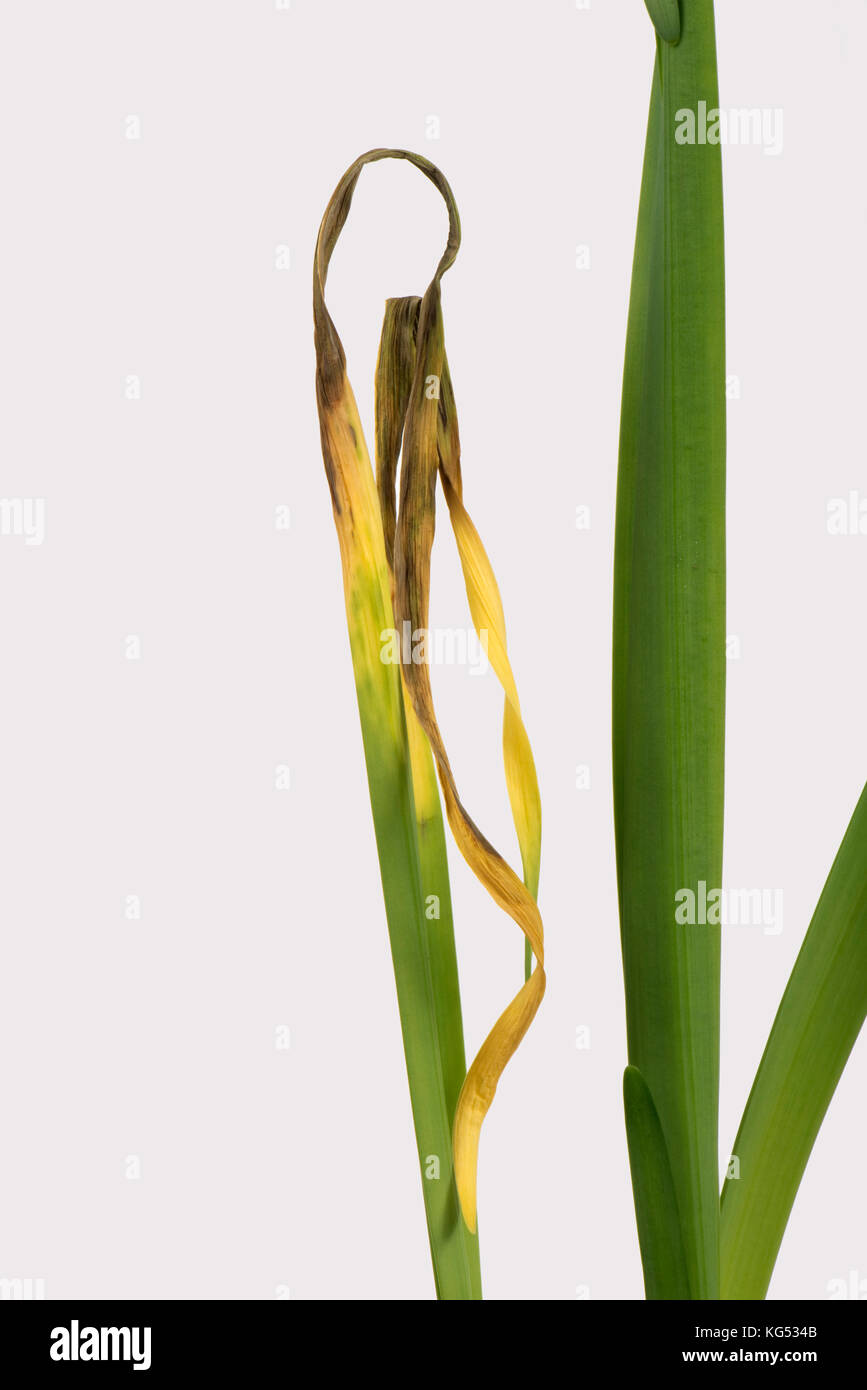 Narciso scottatura di foglia, didymella curtisii, il narciso 'paperwhite' cresciuto come un potted pianta di casa per la sua fragranza Foto Stock