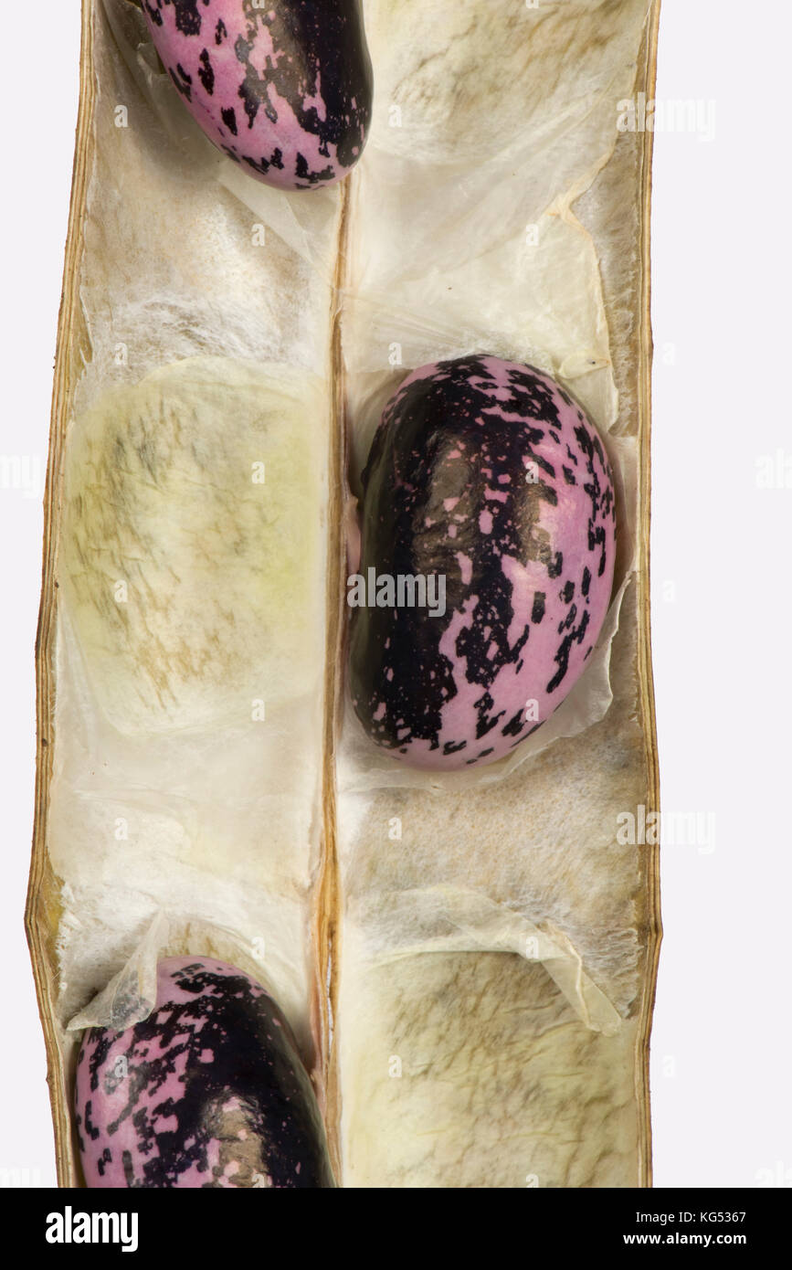 Guida di scorrimento a secco, Fagioli Phaseolus coccineus, semi del pod per la raccolta per il raccolto dell'anno prossimo Foto Stock