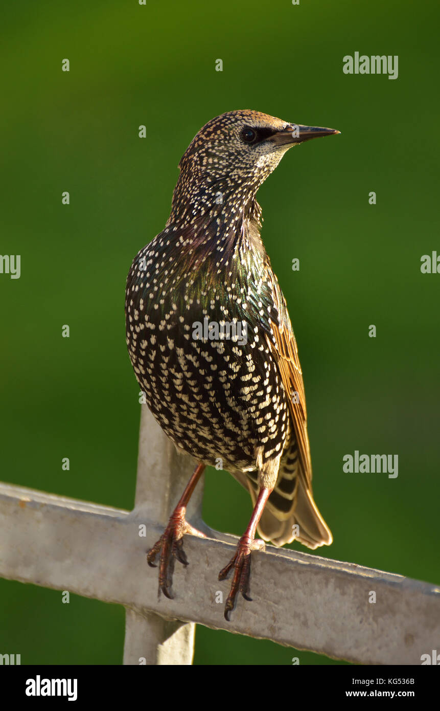 La starling sat sul recinto e guardai intorno. Foto Stock