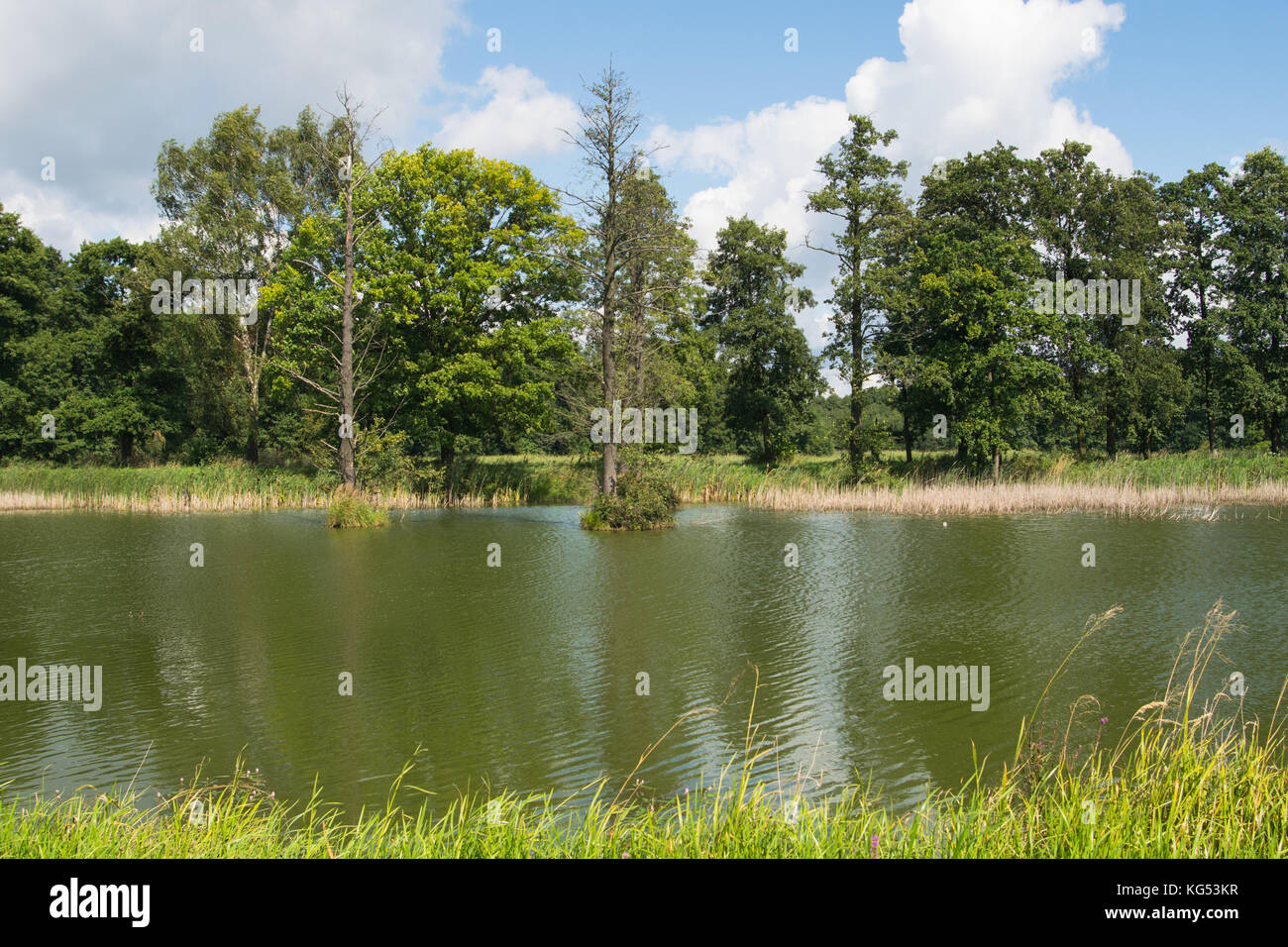 Natura 2000, Poręba Wielka, Polonia, Europa. alberi nel lago. Foto Stock