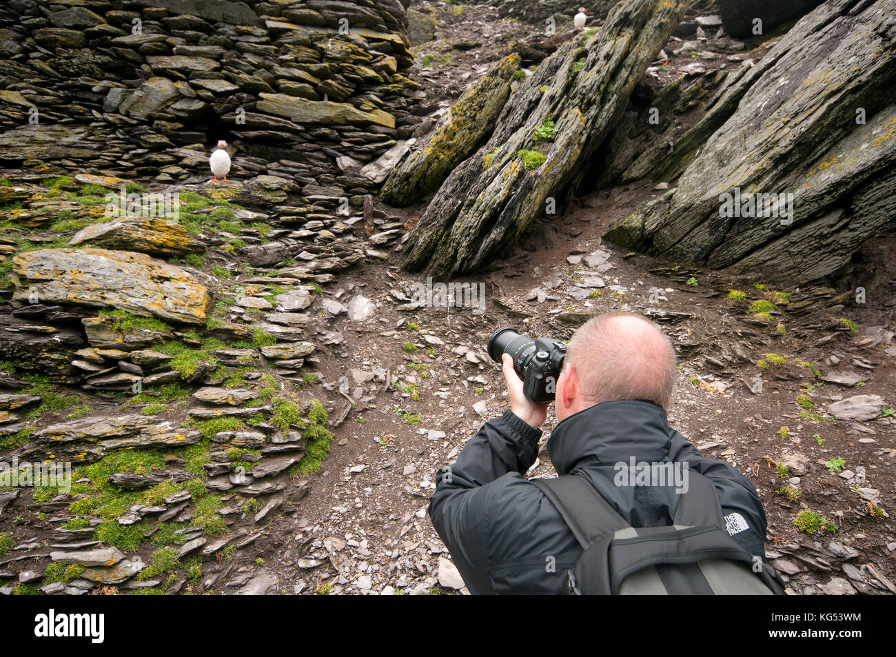 Tourist fotografare puffin (Fratercula arctica) a Skellig Michael Island, nella contea di Kerry, Irlanda Foto Stock