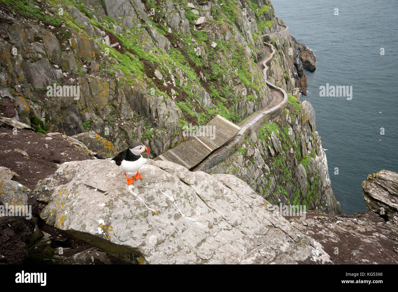 Puffin (Fratercula arctica) a Skellig Michael Island, nella contea di Kerry, Irlanda Foto Stock