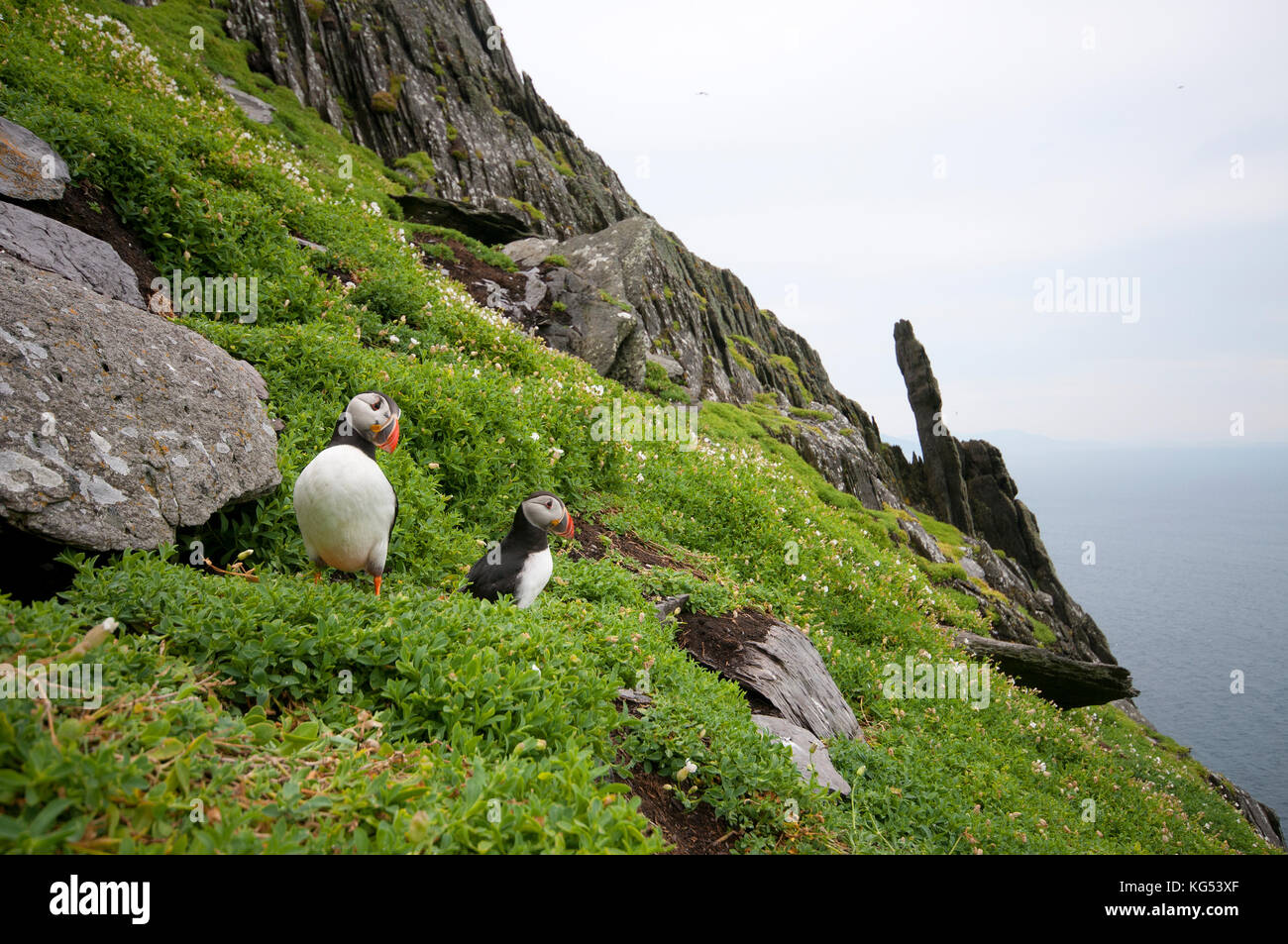 I puffini (Fratercula arctica) a Skellig Michael Island, nella contea di Kerry, Irlanda Foto Stock