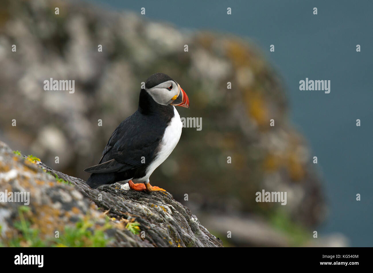 Puffin (Fratercula arctica) a Skellig Michael Island, nella contea di Kerry, Irlanda Foto Stock