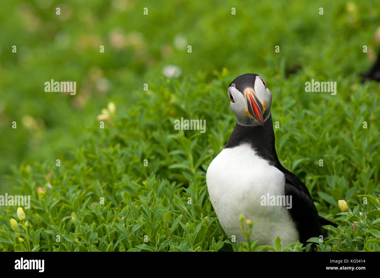Puffin (Fratercula arctica) a Skellig Michael Island, nella contea di Kerry, Irlanda Foto Stock