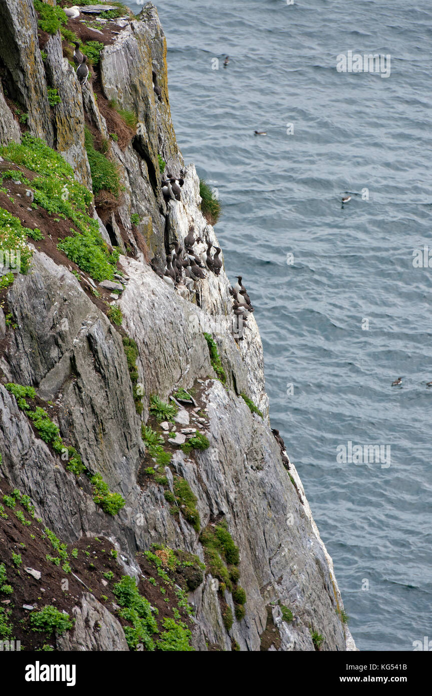 Guillemots comune (Uria aalge) sulle scogliere di Skellig Michael Island, nella contea di Kerry, Irlanda Foto Stock