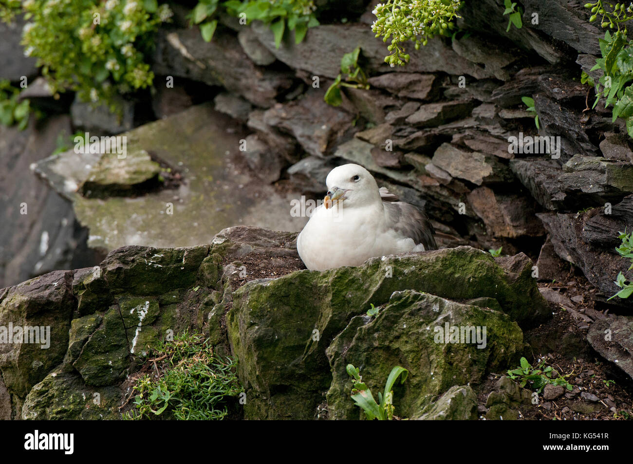 Fulmar (Fulmarus glacialis), Skellig Michael Island, nella contea di Kerry, Irlanda Foto Stock