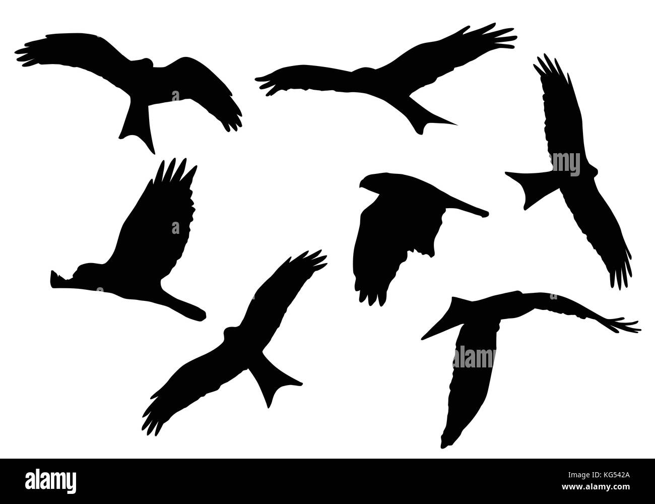 Set di realistico illustrazioni vettoriali di sagome di uccelli rapaci isolati su sfondo bianco Illustrazione Vettoriale