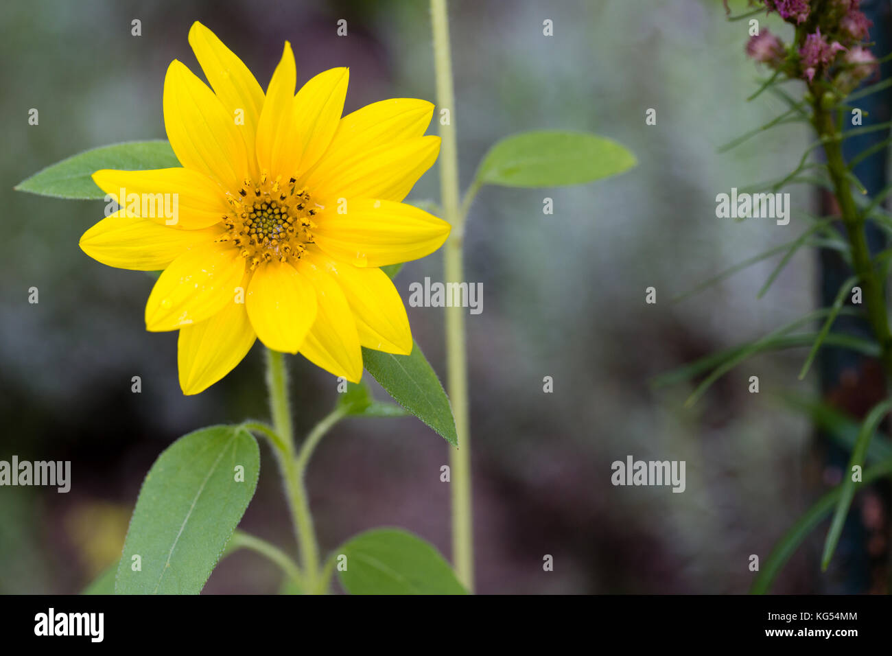 Primo piano di piccoli semi di girasole naturale con sfondo verde e copyspace. Foto Stock