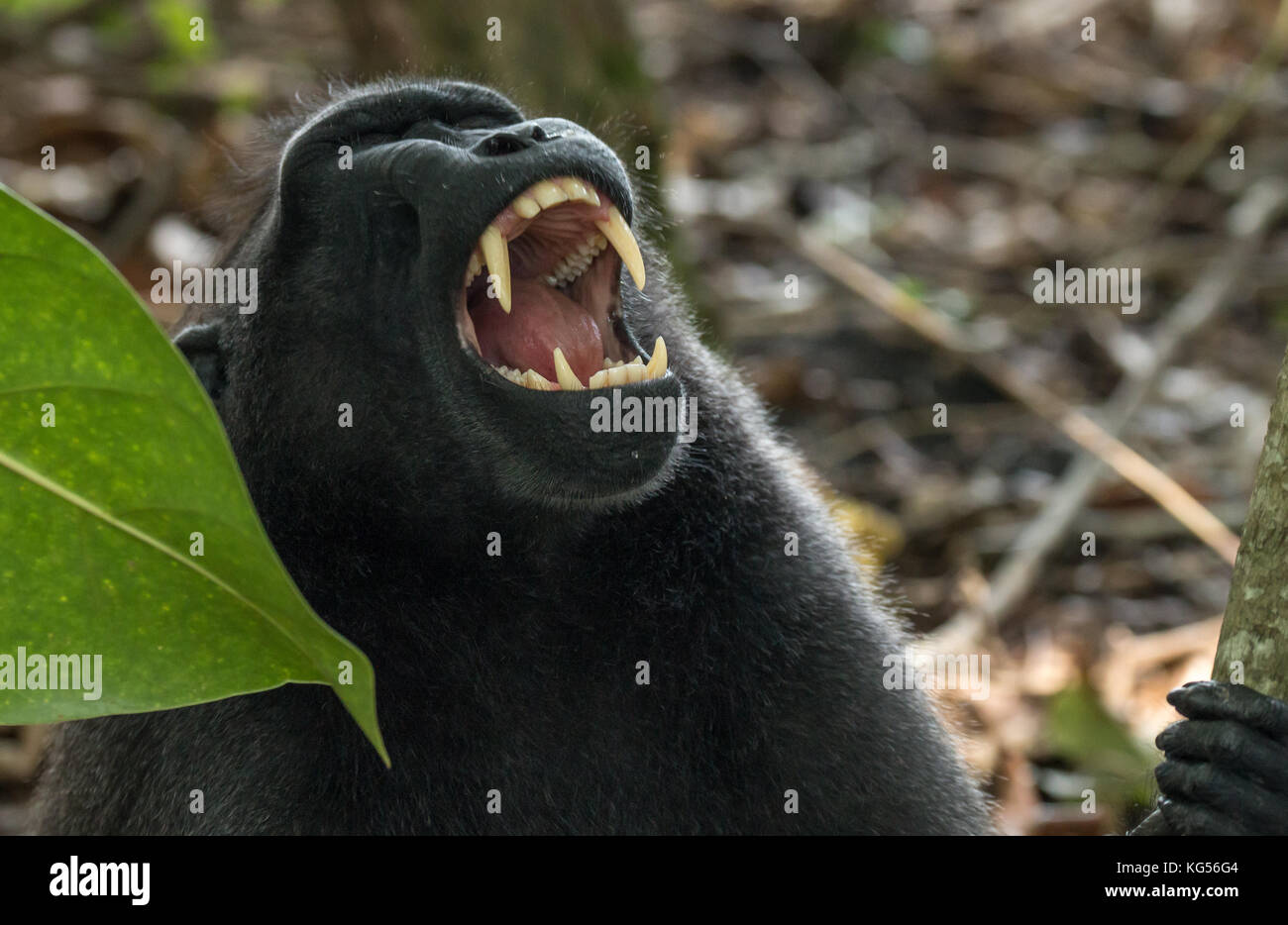 Un celebes macaco crestato (macaca nigra) in una struttura ad albero in tangkoko national park, Nord Sulawesi, Indonesia. La specie è in pericolo critico. Foto Stock