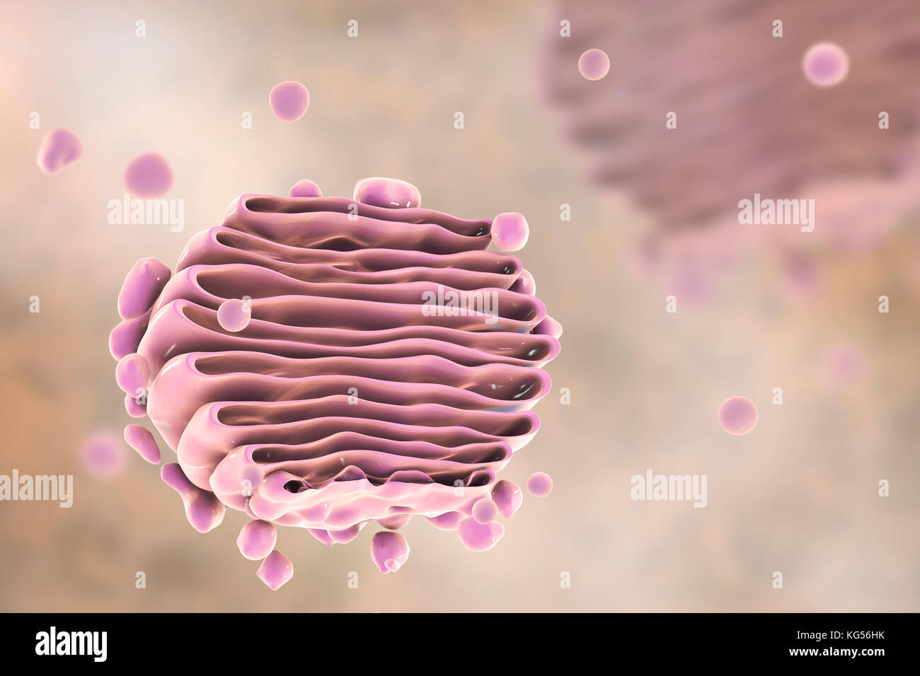 Computer illustrazione dell'apparato di Golgi. Questo organulo funziona come una centrale di sistema di erogazione per la cella. La sua funzione primaria è di modificare, lo stoccaggio e il trasporto di proteine e lipidi realizzati altrove nella cella. Foto Stock