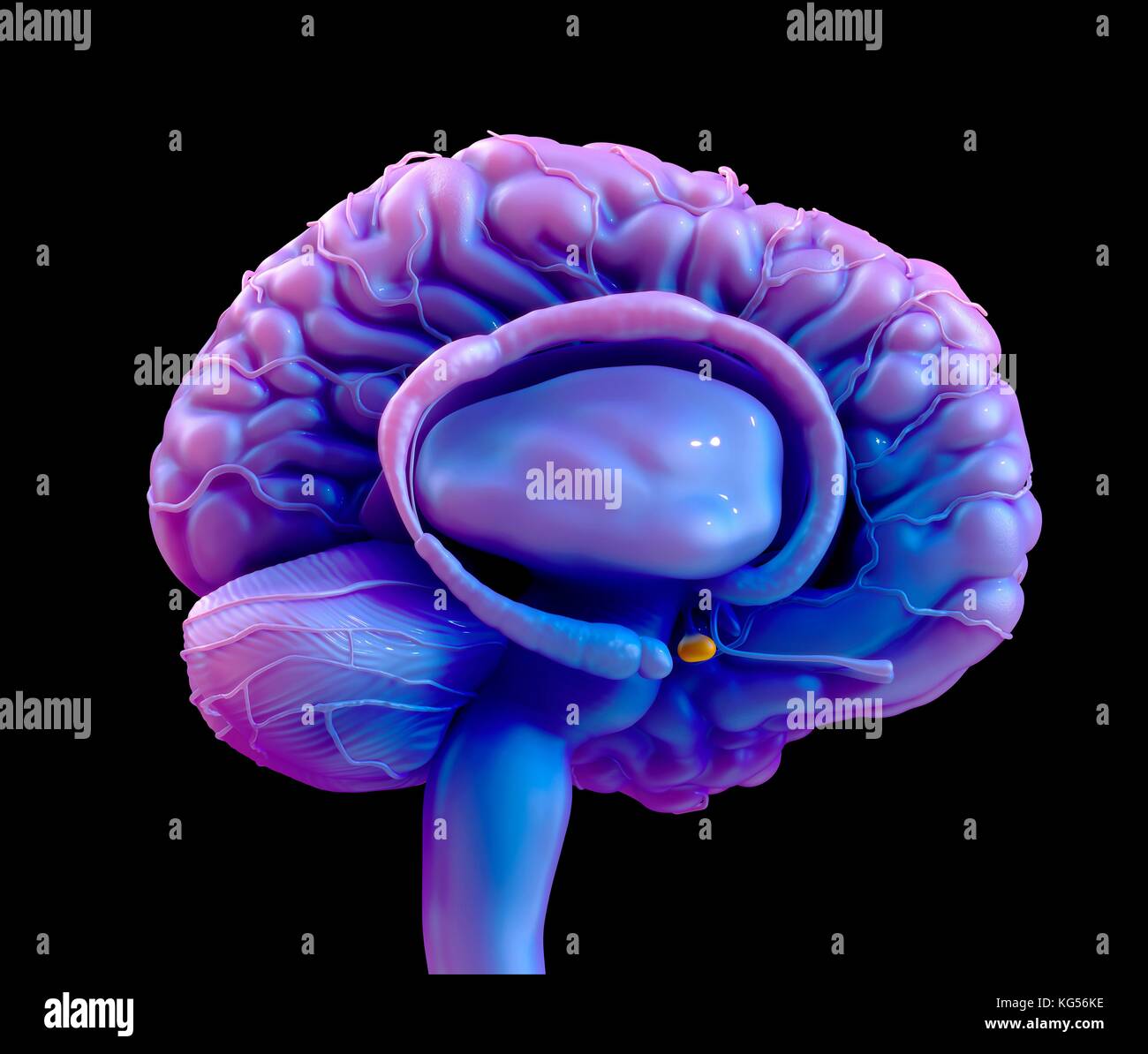 Cervello umano ghiandola pituitaria, illustrazione. Foto Stock