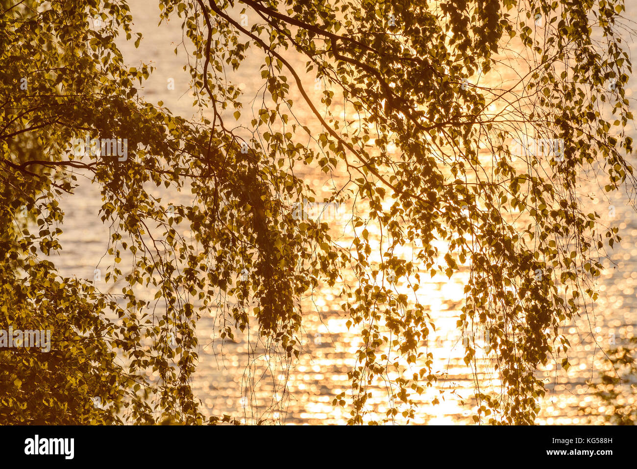 Abstract sfondo naturale con foglie e rametti di betulla su uno sfondo di acqua e il riflesso del sole al tramonto Foto Stock