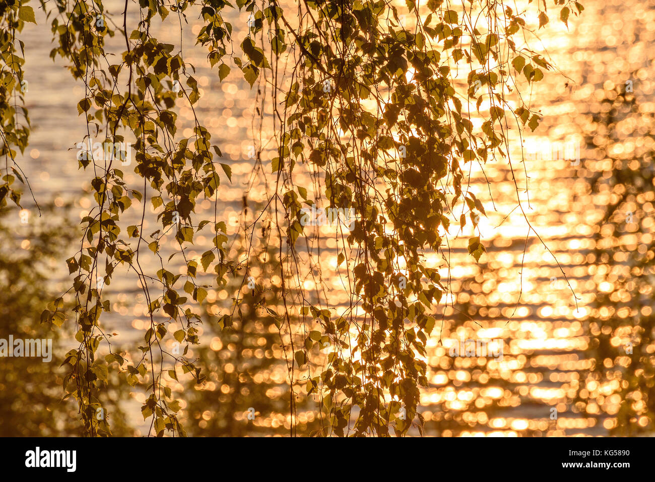 Abstract sfondo naturale con foglie e rametti di betulla su uno sfondo di acqua e il riflesso del sole al tramonto Foto Stock
