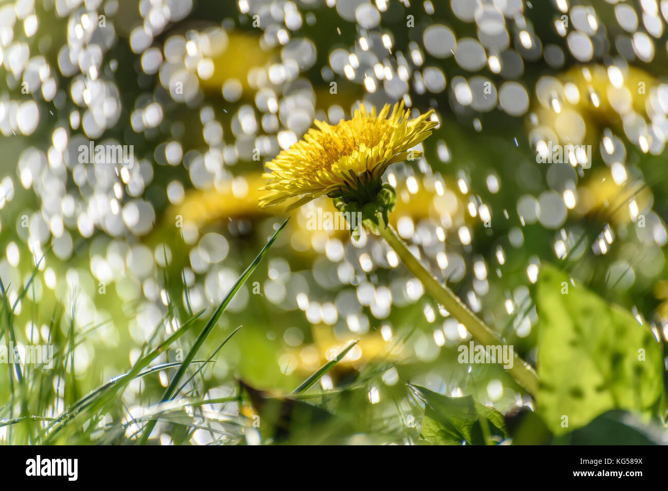 Fiori gialli di tarassaco su un prato contro uno sfondo di gocce e torrenti di pioggia sotto la luce diretta del sole Foto Stock