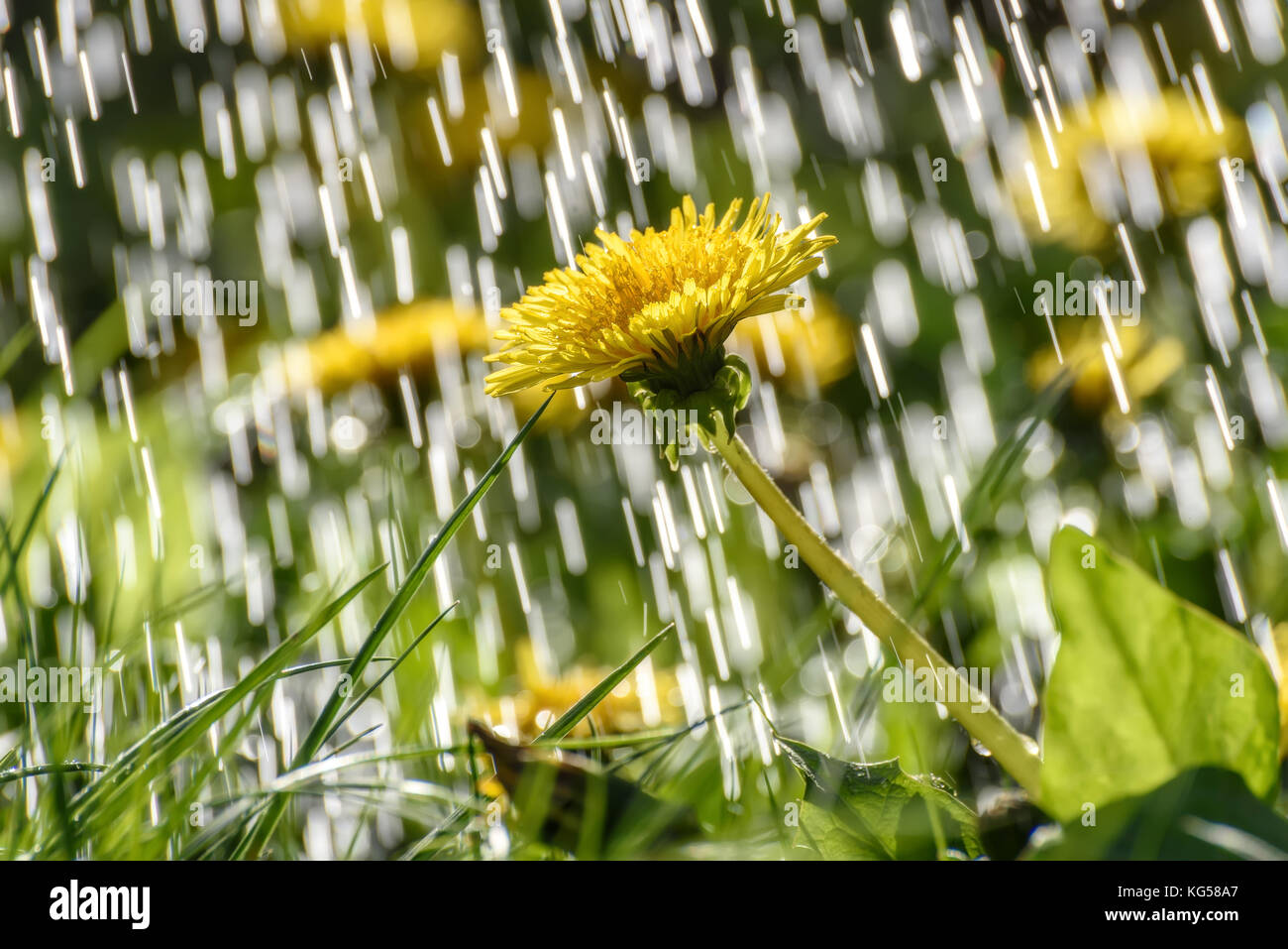 Fiori gialli di tarassaco su un prato contro uno sfondo di gocce e torrenti di pioggia sotto la luce diretta del sole Foto Stock