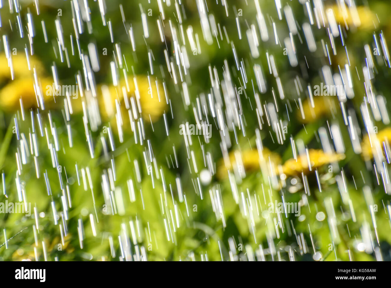 Abstract sfondo naturale con gocce e getti di pioggia contro uno sfondo di colore giallo tarassaco fiori su un prato sotto la luce diretta del sole Foto Stock