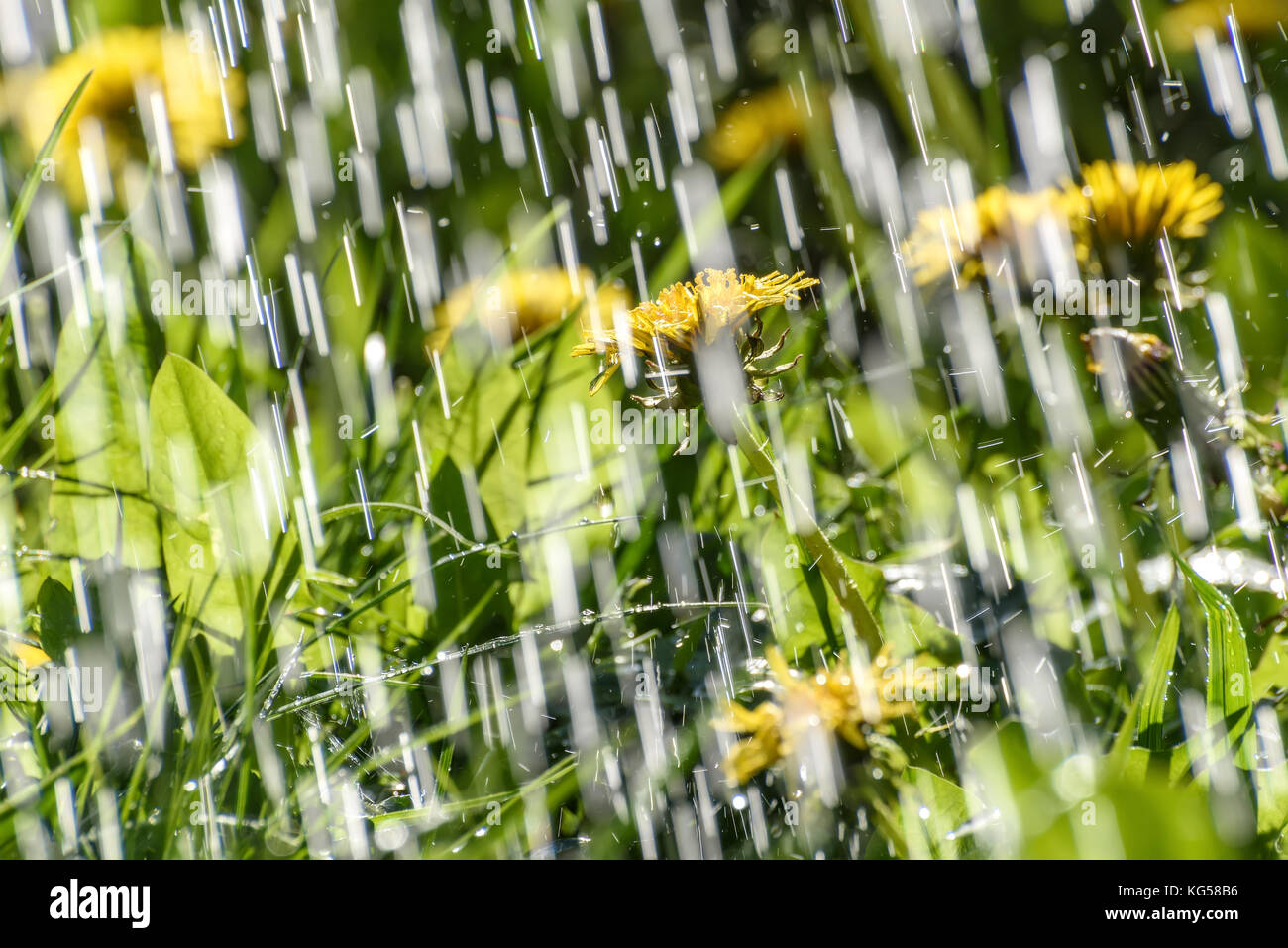 Abstract sfondo naturale con gocce e getti di pioggia contro uno sfondo di colore giallo tarassaco fiori su un prato sotto la luce diretta del sole Foto Stock