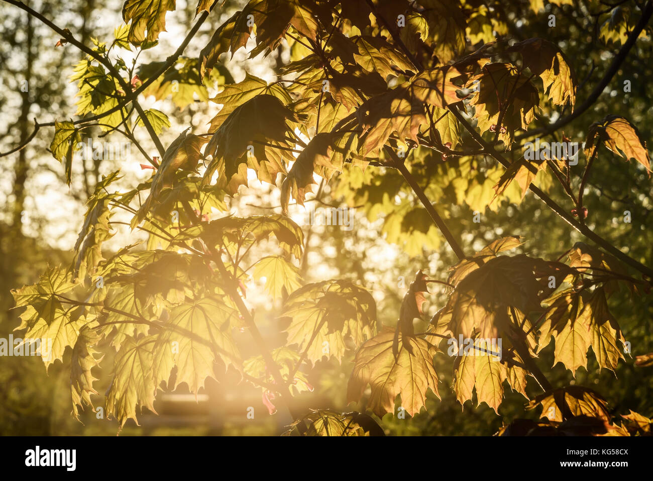 Abstract sfondo naturale verde con foglie di acero in presenza di luce solare Foto Stock