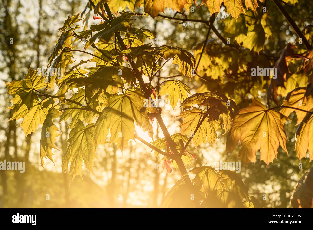 Abstract sfondo naturale verde con foglie di acero in presenza di luce solare Foto Stock