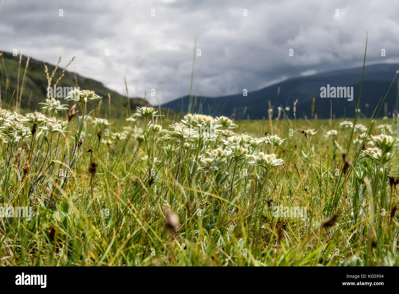 Bellissimo sfondo floreale con delicati fiori edelweiss crescente nelle highlands su un prato contro lo sfondo delle montagne e il cielo nuvoloso Foto Stock