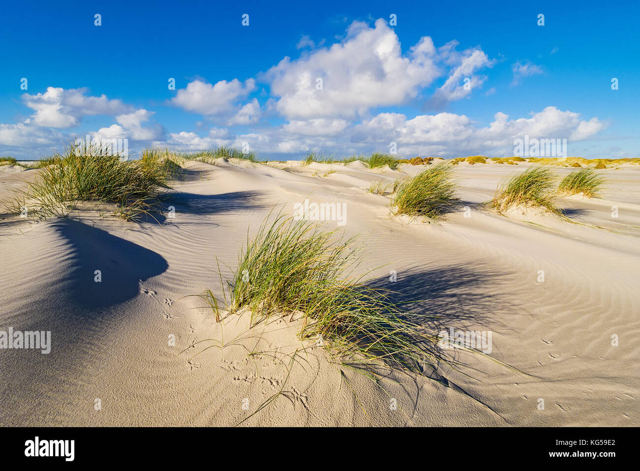 Dune sulla costa del mare del nord dell'isola amrum, Germania. Foto Stock