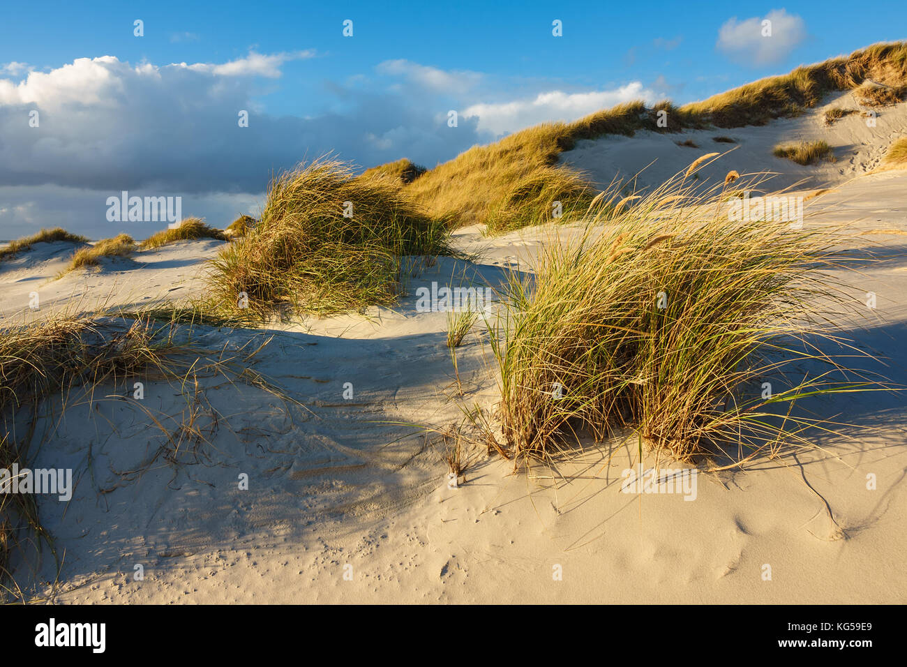Dune sulla costa del mare del nord dell'isola amrum, Germania. Foto Stock