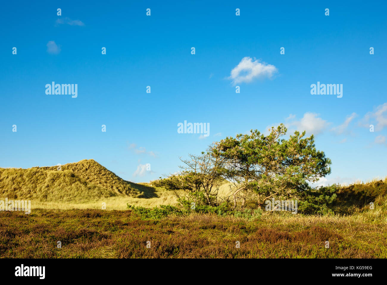 Dune sulla costa del Mare del Nord dell'isola Amrum, Germania. Foto Stock