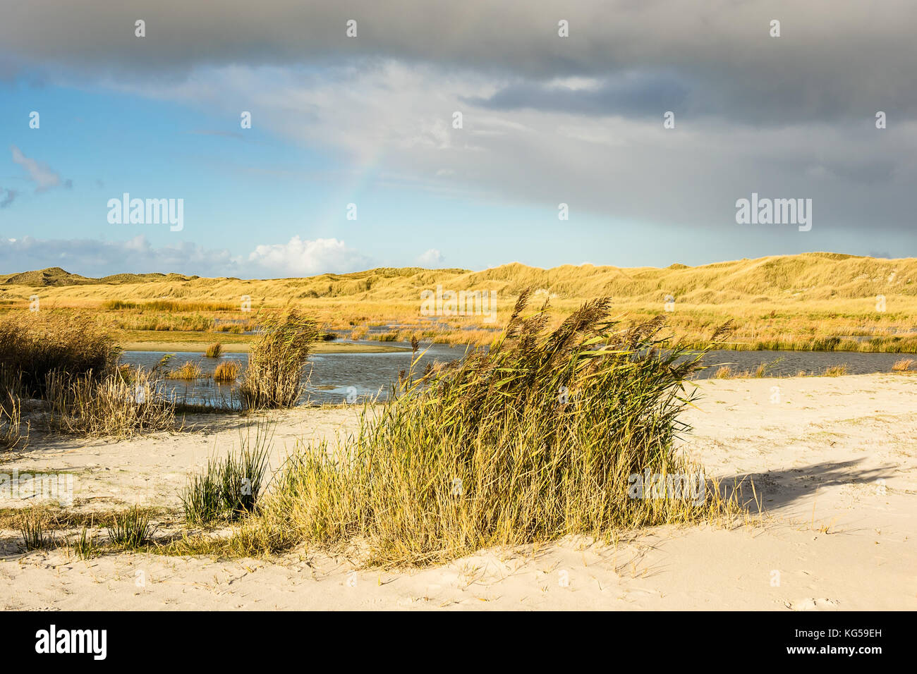 Dune sulla costa del mare del nord dell'isola amrum, Germania. Foto Stock
