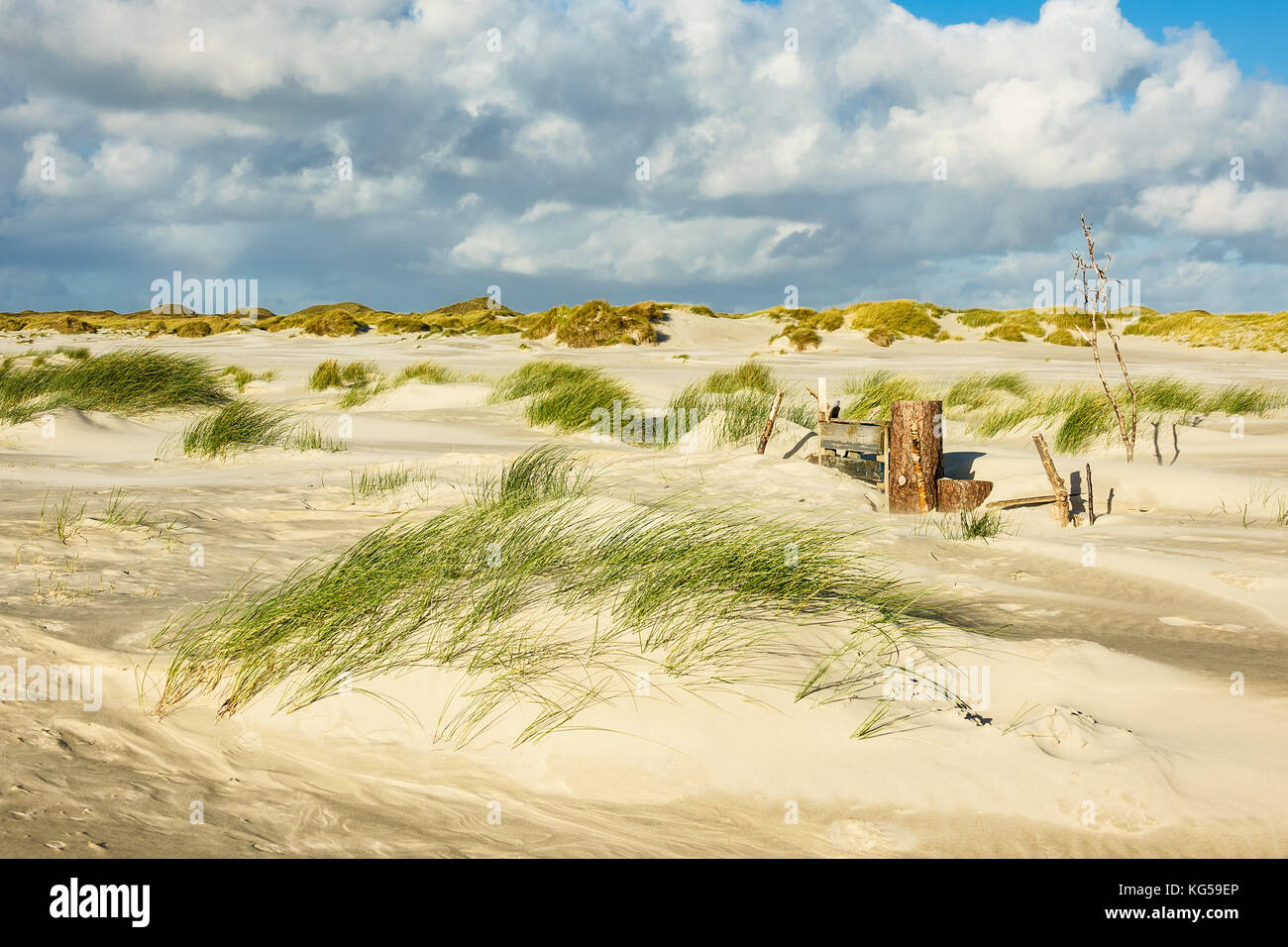 Dune sulla costa del mare del nord dell'isola amrum, Germania. Foto Stock