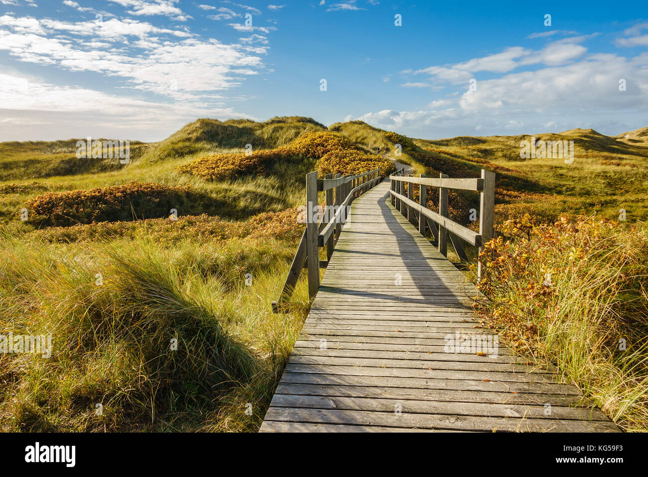 Dune sulla costa del mare del nord dell'isola amrum, Germania. Foto Stock