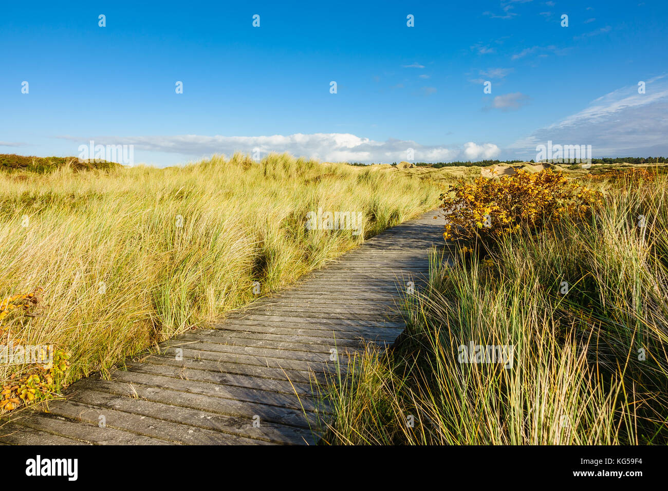 Dune sulla costa del mare del nord dell'isola amrum, Germania. Foto Stock