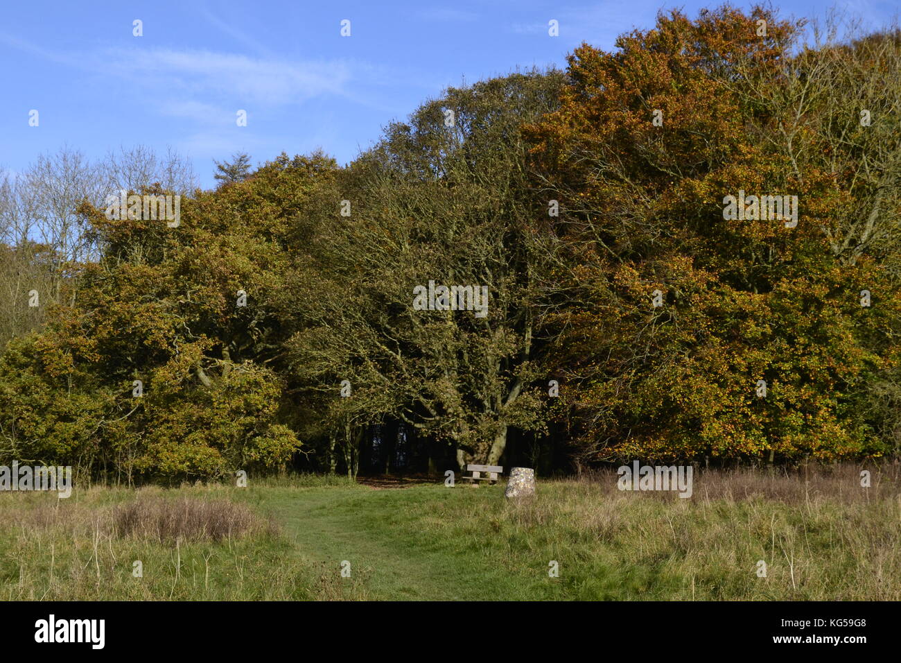 Punto di vista a pennello Hill, Whiteleaf Hill e Whiteleaf boschi. In autunno, Chilterns, REGNO UNITO Foto Stock Punto di vista a pennello Hill, Whiteleaf Hill e Whiteleaf boschi. In autunno, Chilterns, REGNO UNITO Foto Stock