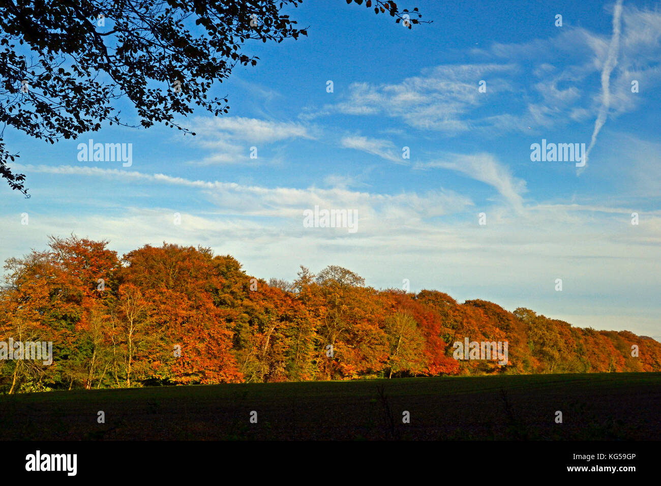 Una passeggiata lungo il Sentiero Ridgeway per Whiteleaf Hill e Whiteleaf Woods, Buckinghamshire, Regno Unito. Autunno, Chilterns Foto Stock Una passeggiata lungo il Sentiero Ridgeway per Whiteleaf Hill e Whiteleaf Woods, Buckinghamshire, Regno Unito. Autunno, Chilterns Foto Stock