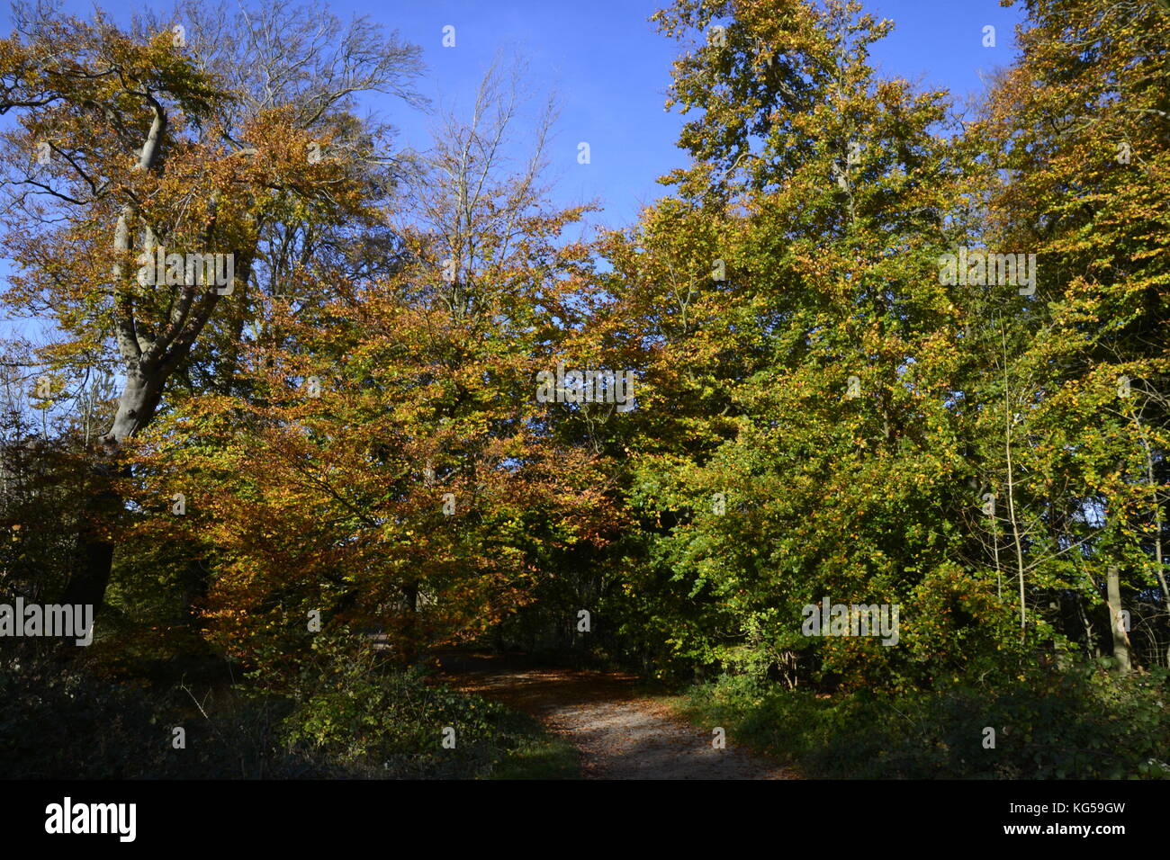 Una passeggiata sul percorso Ridgeway a Whiteleaf Hill e Whiteleaf boschi. In autunno, Chilterns, REGNO UNITO Foto Stock Una passeggiata sul percorso Ridgeway a Whiteleaf Hill e Whiteleaf boschi. In autunno, Chilterns, REGNO UNITO Foto Stock