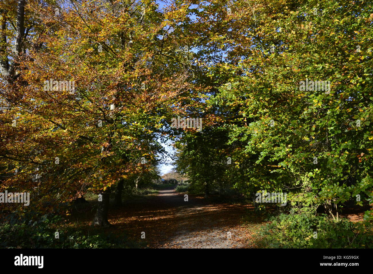 Una passeggiata sul percorso Ridgeway a Whiteleaf Hill e Whiteleaf boschi. In autunno, Chilterns, REGNO UNITO Foto Stock Una passeggiata sul percorso Ridgeway a Whiteleaf Hill e Whiteleaf boschi. In autunno, Chilterns, REGNO UNITO Foto Stock